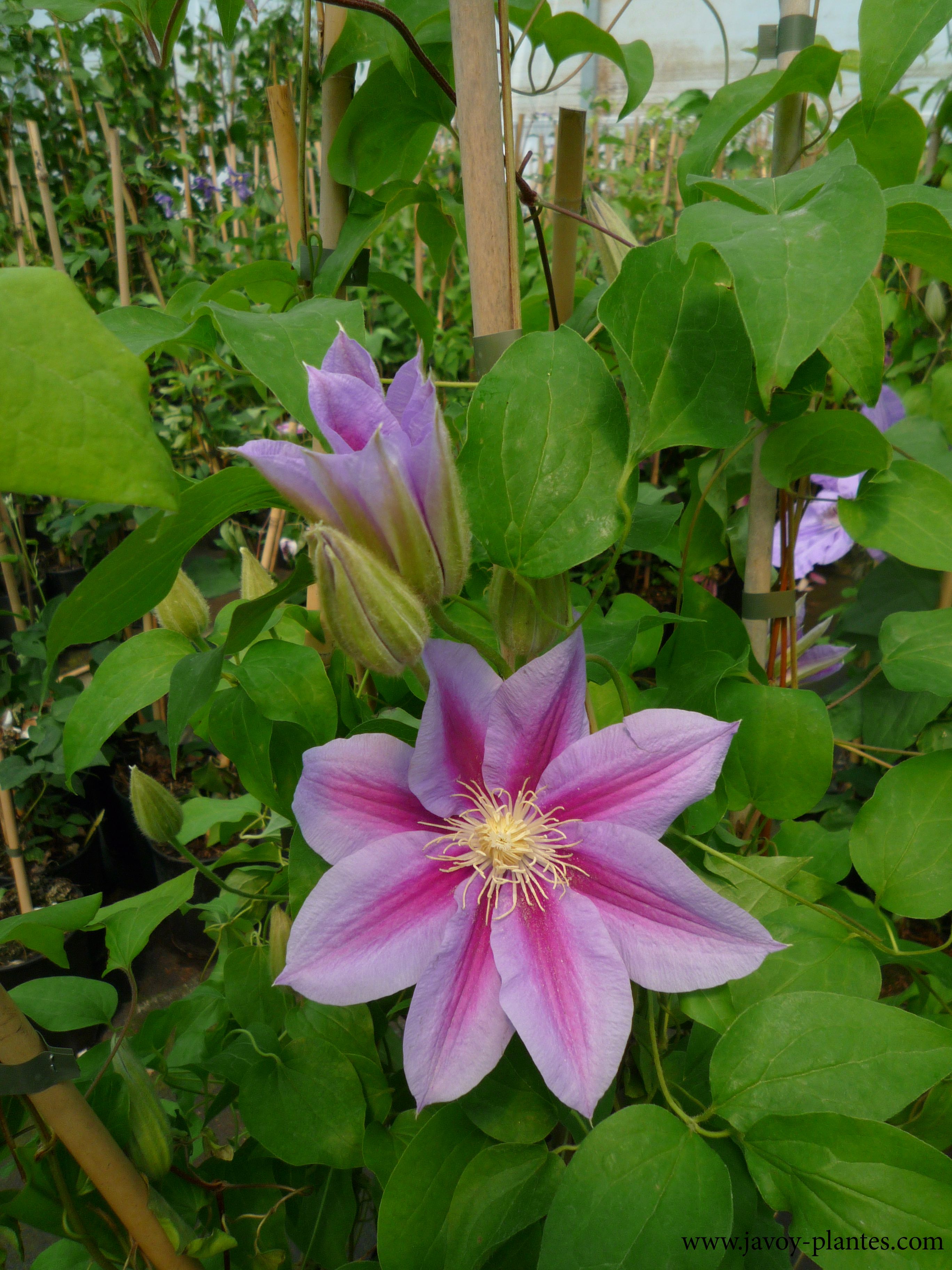 Clematis jackmanii 'Barbara Jackman'